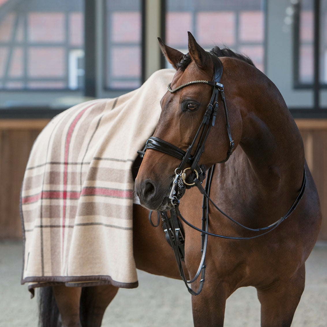 Horse Blanket No. 01